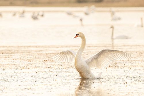 Schwan im ersten Morgenlicht in der Camargue