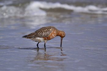 Grutto foerageren langs het strand van Texel
