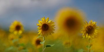 Veld vol zonnebloemen in de Auvergne in Frankrijk van Kneeke .com