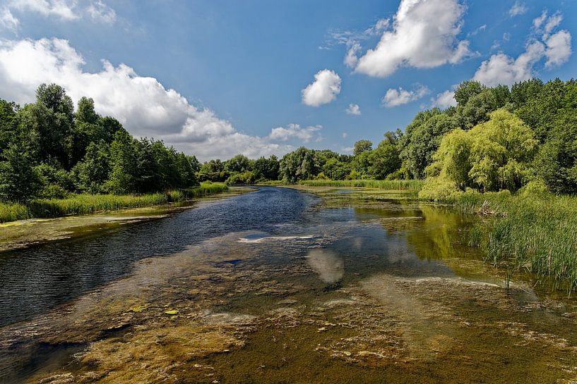 Biesbosch Dordrecht by Carin IJpelaar