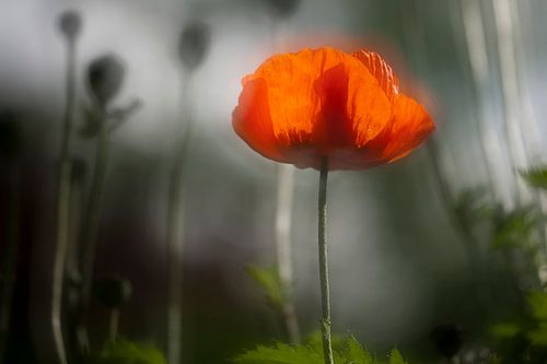 Papaver.