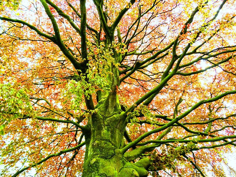 Tree Magic 168 von MoArt (Maurice Heuts)