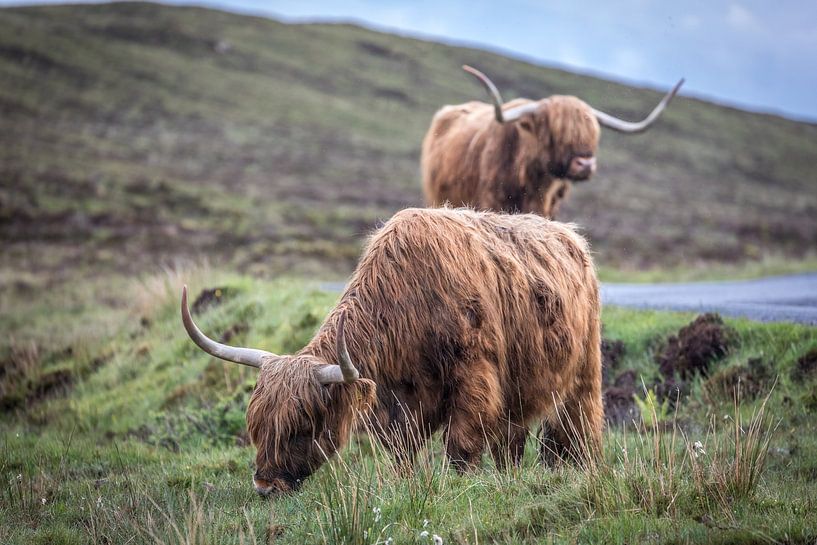 Scottish Highland cattle near Elgol, Isle of Skye by Christian Müringer