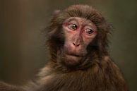 Baboon in Zhangjiajie by Leon Doorn thumbnail