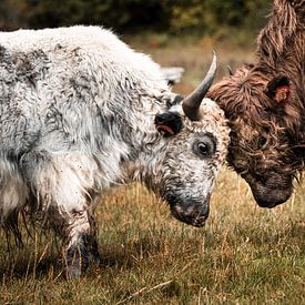 Buffalo gevecht in de himalayas van Yme Raafs