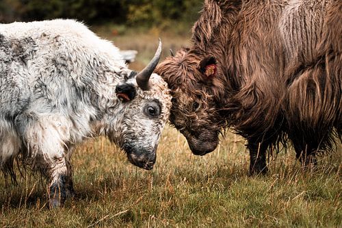 Combat de buffles dans l'Himalaya