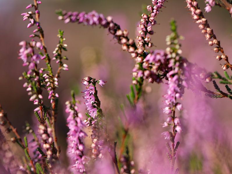 flowering heather by Marieke Funke