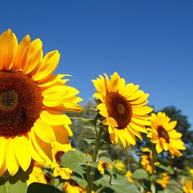 Sunflower, Flower, Blossom, Blue sky, Germany by Torsten Krüger
