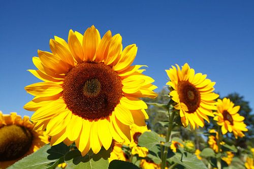 Sunflower, Flower, Blossom, Blue sky, Germany