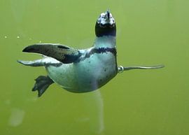 Pinguin unter Wasser