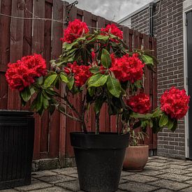 Rhododendron flowers by Mariusz Jandy