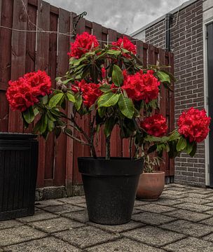 Rhododendron flowers by Mariusz Jandy
