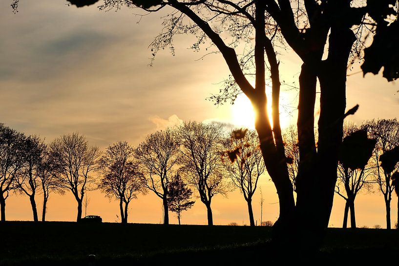 silhouettes d'arbres par Edgar Schermaul
