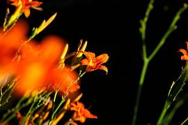 Lilien von Thomas Jäger