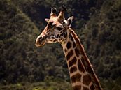 Giraffe van Marry Fermont thumbnail