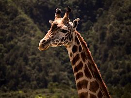 Giraffe by Marry Fermont