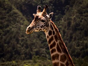 Giraffe by Marry Fermont