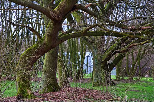 knoestige bomen