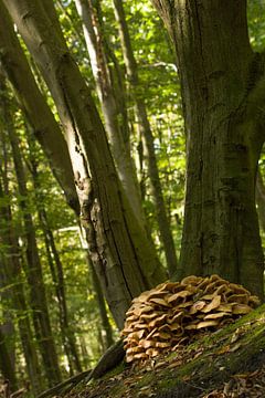 Een dorp van paddenstoelen van Bianca Fortuin