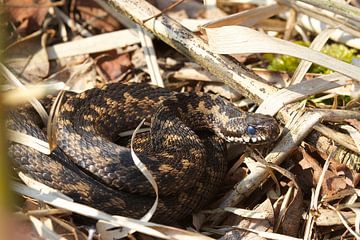 adder van Carla Odink