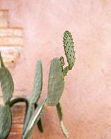 Cactus met roze muur in Spanje