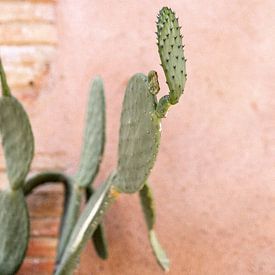 Cactus met roze muur in Spanje van Sandra Hogenes