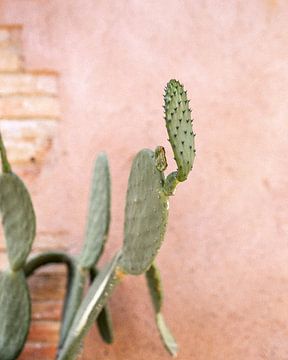 Cactus avec mur rose en Espagne sur Sandra Hogenes