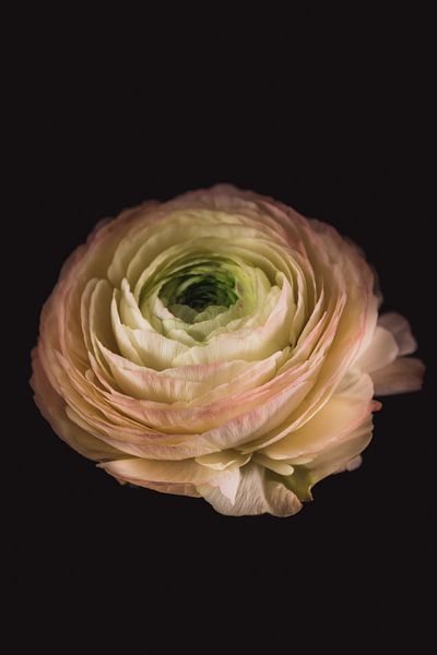 Kunst Ranunkel von Sandra Hazes