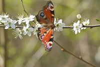 Dagpauwoog vlinder op meidoorn in bloei