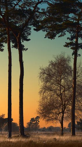 Dutch Winter Landscape