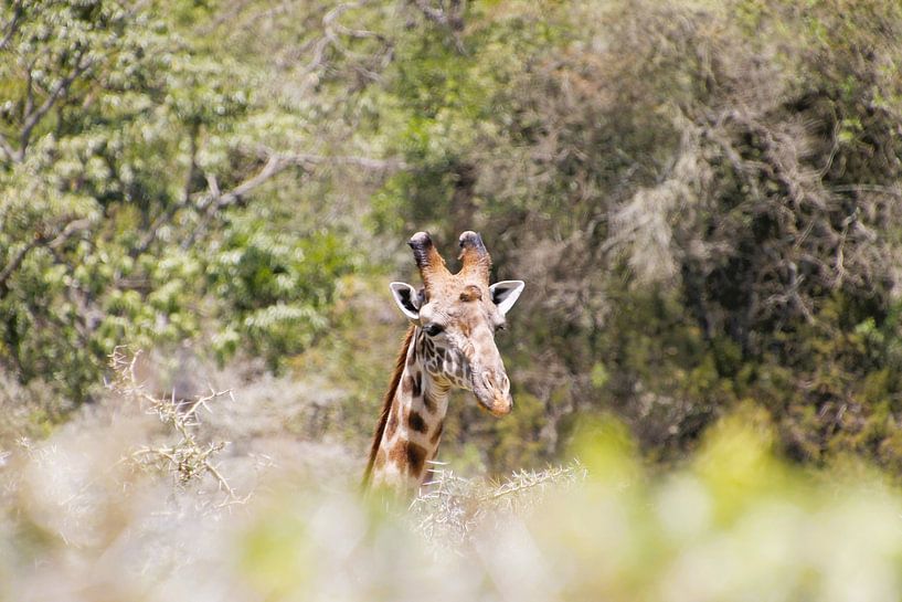 Giraf in het Arusha National Park in Tanzania by Anita Tromp