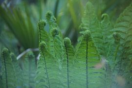 Rising Ferns by Roberto Zea Groenland-Vogels
