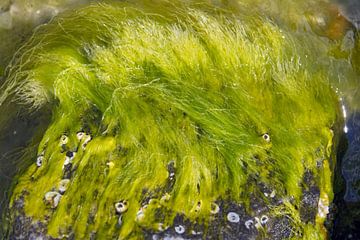 Kelp - groene algen in de Oostzee