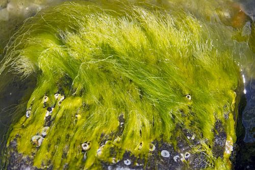 Kelp - groene algen in de Oostzee