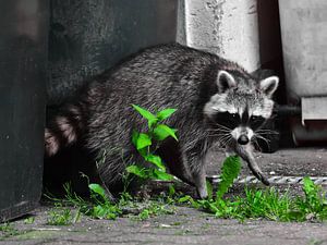 Waschbär