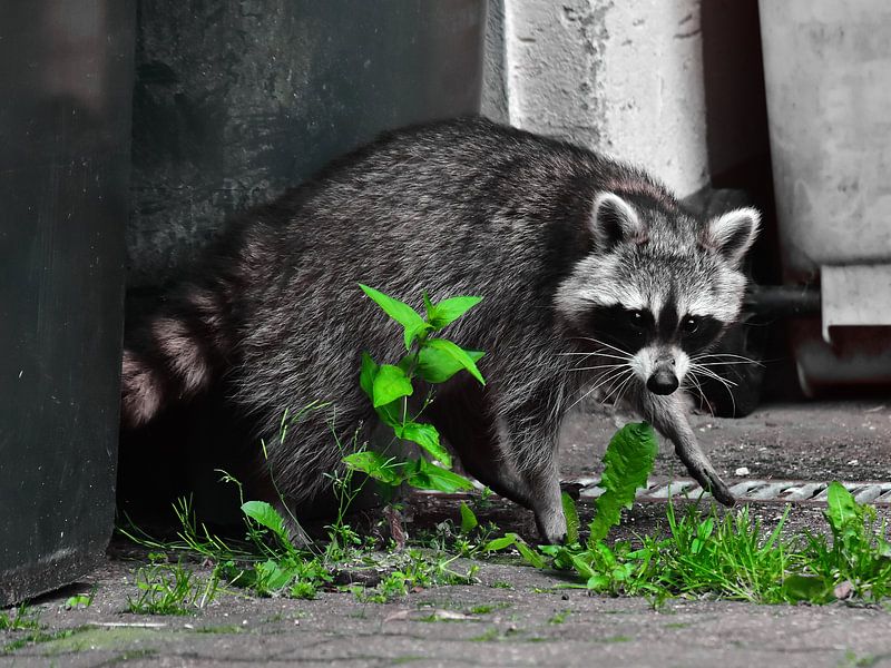Waschbär von DeVerviersBelgium