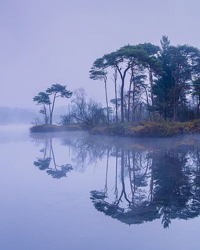 Een mistige ochtend bij de Oisterwijkse Bossen en Vennen