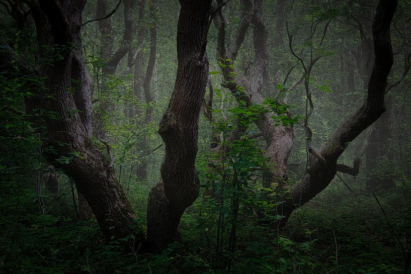 2 pairs of ancient oaks in the mist by peterheinspictures