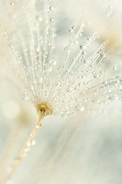 Pastel: Drops on a dandelion fluff by Marjolijn van den Berg