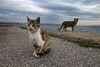 Stray cats in Istanbul