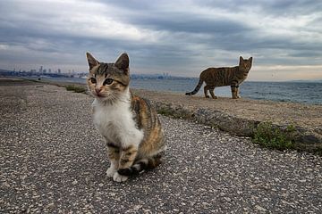 Stray cats in Istanbul by Caught By Light