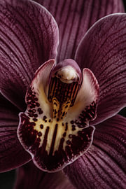 Orchidee
