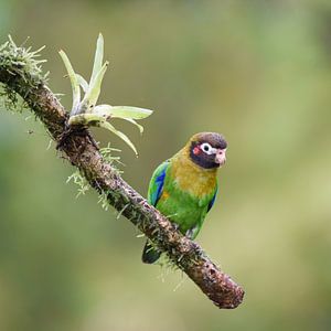 Oiseaux du Costa Rica : Perruche à tête brune (Perruche à oreilles rouges)