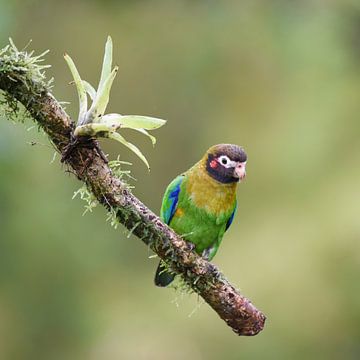 Oiseaux du Costa Rica : Perruche à tête brune (Perruche à oreilles rouges) sur Rini Kools