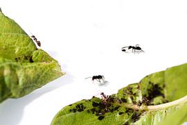 Mieren aan het werk von Adrey Caljé