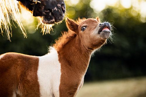shetland pony foal in summer