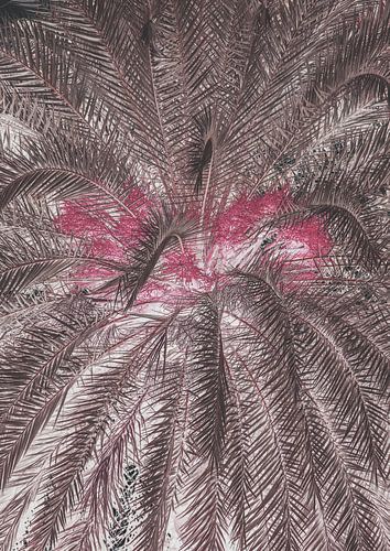 Vivid Portrayal Of Palm Leaves