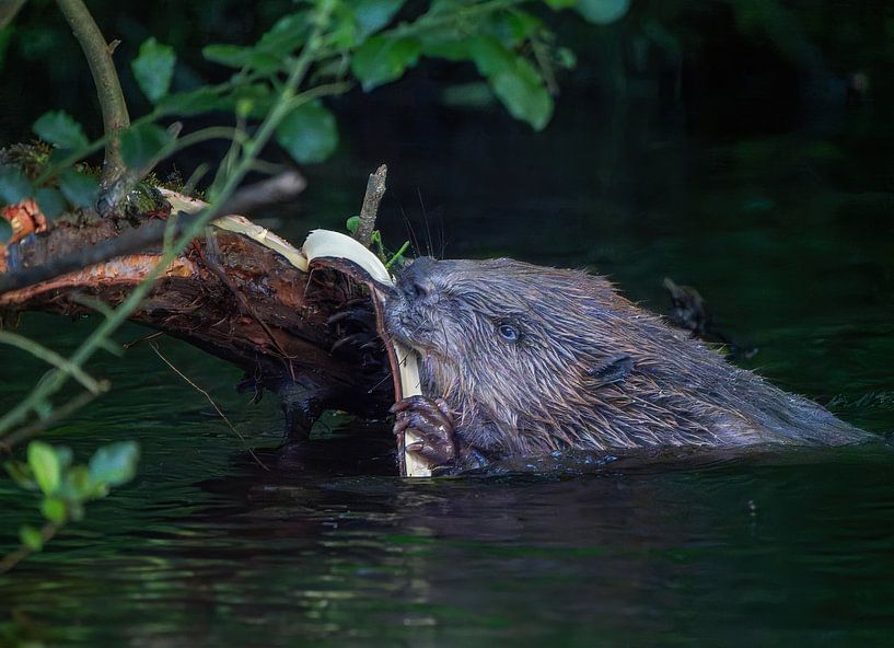 Beaver on the Lesse by arnemoonsfotografie