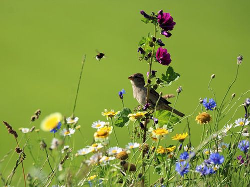 Huismus en de hommel