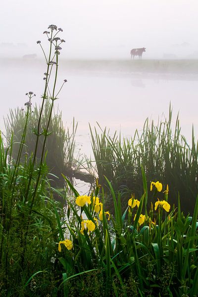 Kühe im Nebel entlang des Haarlemmertrekvaart-Kanals von Menno van Duijn